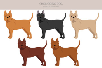 Chongqing dog clipart. Different poses, coat colors set