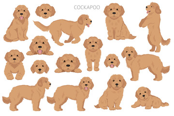 Cockapoo mix breed clipart. Different poses, coat colors set