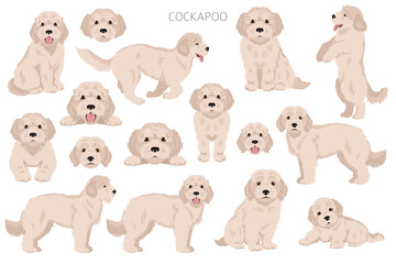 Fototapeta premium Cockapoo mix breed clipart. Different poses, coat colors set