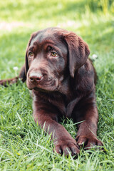 Chocolate labrador retriever puppy resting lying on green grass