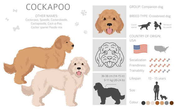 Cockapoo mix breed clipart. Different poses, coat colors set
