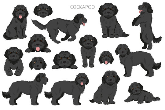 Cockapoo mix breed clipart. Different poses, coat colors set