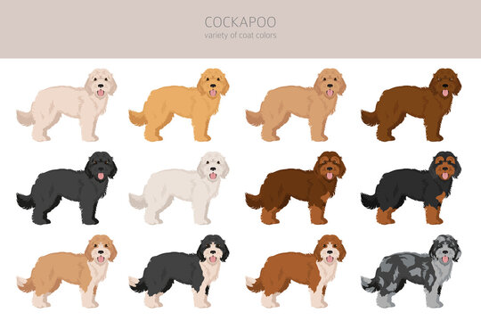 Cockapoo mix breed clipart. Different poses, coat colors set