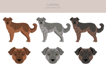 Cursinu dog clipart. Different poses, coat colors set