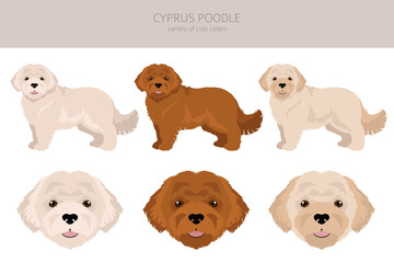 Cyprus Poodle clipart. Different poses, coat colors set