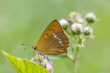 Obraz na płótnie Canvas Motyl czerwończyk dukacik na łące