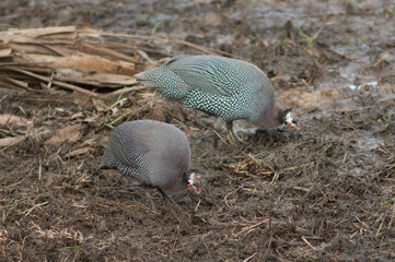 West African guineafowl Numida meleagris galeatus searching for food. Niokolo Koba National Park. Tambacounda. Senegal.