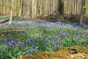 Bluebells, Hallerbos Forest, Belgium