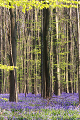 Bluebells, Hallerbos Forest, Belgium