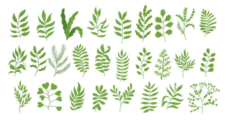 Vintage Set of Green Tropic Plant, Foliage Collection with colorful floral Botanical bundle Elements. Nature of plants garden. Hand drawn Flat Style, suitable for wedding invitation or banner 