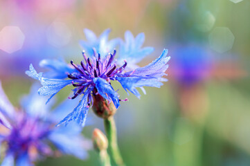blue cornflower on blurred natural background