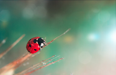 The ladybug goes to the sun. The morning is all dewy. Dew is also on the ladybug