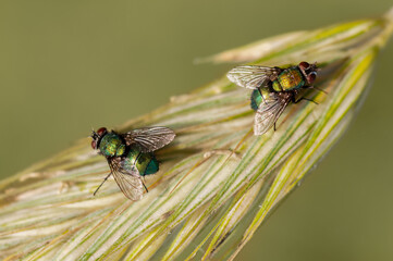 two fly insects on a rye cart macro photo