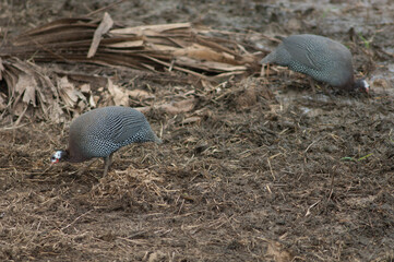 West African guineafowl Numida meleagris galeatus searching for food. Niokolo Koba National Park. Tambacounda. Senegal.