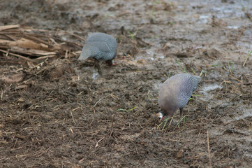 West African guineafowl Numida meleagris galeatus searching for food. Niokolo Koba National Park. Tambacounda. Senegal.