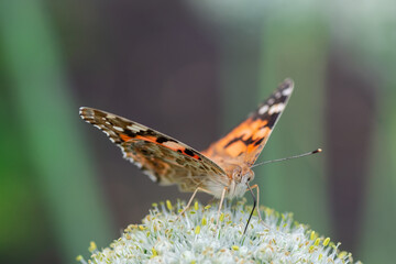 Butterfly on blossom flower in green nature