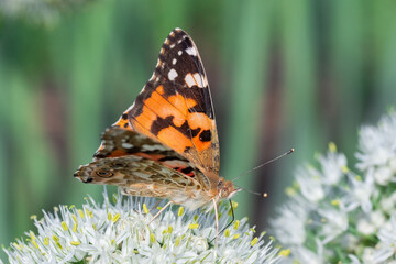Butterfly on blossom flower in green nature