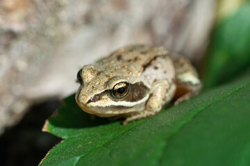 A adult Common European Toad, Bufo bufo sitting on the ground in the garden