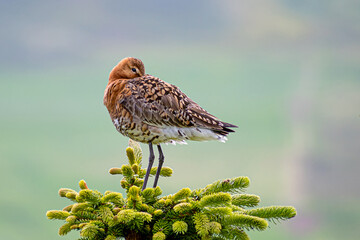 Closeup of a Black-tailed Godwit 
