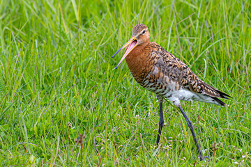 Closeup of a Black-tailed Godwit 