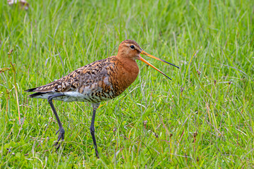 Closeup of a Black-tailed Godwit	