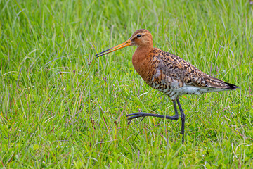 Closeup of a Black-tailed Godwit	