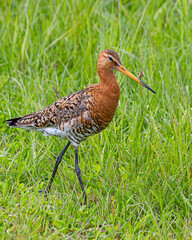 Closeup of a Black-tailed Godwit 