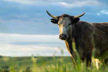 beautiful cows portrait in australia