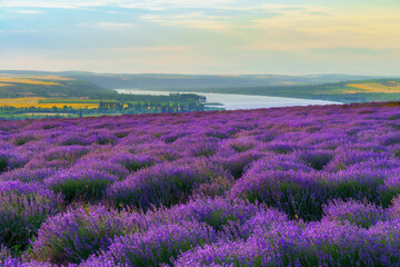 Naklejka na ściany i meble a lavender field blooms on a hill, a river and a forest in the distance, the sunset shines yellow in the sky, a beautiful summer landscape