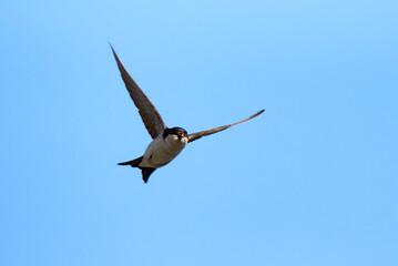 Common house martin bird in flight with insect in his beak (Delichon urbicum)
