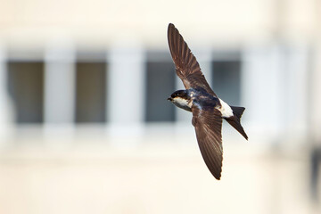 Common house martin bird in flight in the city (Delichon urbicum)