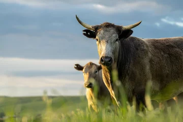 Photo sur Plexiglas Prairie, marais Portrait of Cows in a field grazing. Regenerative agriculture farm storing co2 in the soil with carbon sequestration 