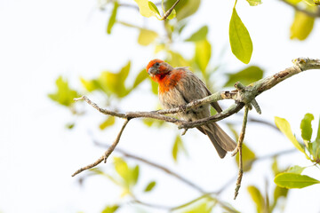 House finch (Haemorhous mexicanus) perched on a branch in Sarasota. Florida