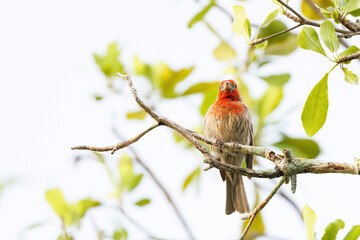 House finch (Haemorhous mexicanus) perched on a branch in Sarasota, Florida