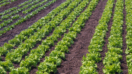 Kopfsalat und verschiedene Salatsorten auf dem Acker angebaut in Reihen