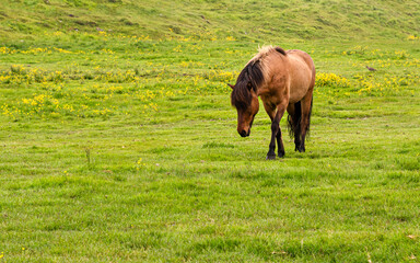 Beautiful brown horse on the green field in Iceland