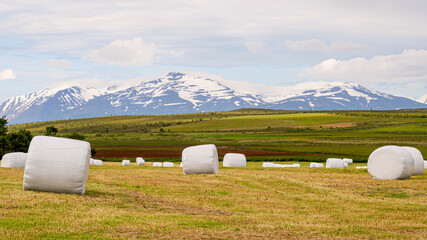 Wrapped hay barrels are on the green field in front of snow mountains during  summer season, Iceland © Yan