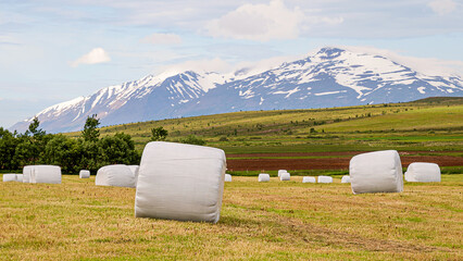 Wrapped hay barrels are on the green field in front of snow mountains during  summer season, Iceland © Yan