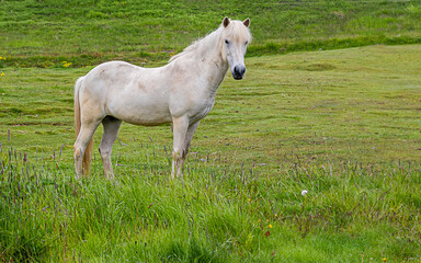 Naklejka na ściany i meble Beautiful white horse on the green field in Iceland 