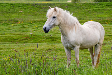 Obraz na płótnie Canvas Beautiful white horse on the green field in Iceland 