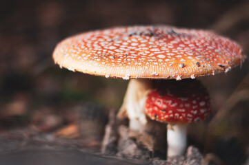 Family of amanita muscaria Poisonous mushrooms. Close-up. Nature background in Ukrainian forest
