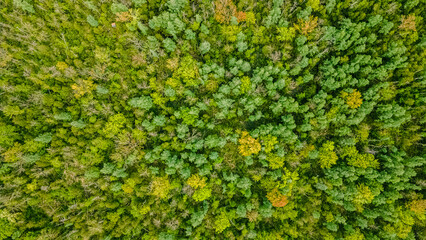 Aerial View of a Natural Spring Forest in Wisconsin