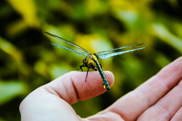 Dragonfly on a hand