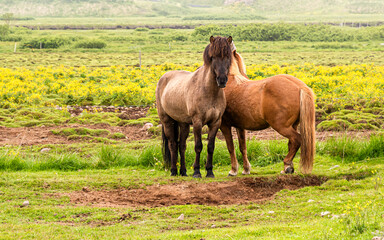 Fototapeta premium A pair of beautiful brown horse on the green field in Iceland