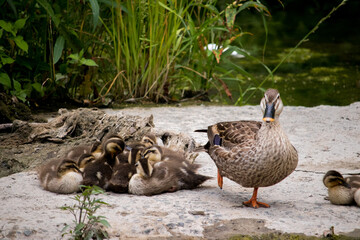 A family of spot billed ducks that live in the swamp. Mom duck and young ducklings resting by the water.