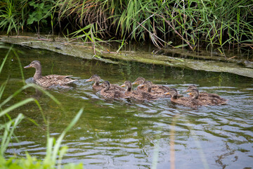 Mom mallard duck and eight ducklings swimming in the river on a cloudy day.	