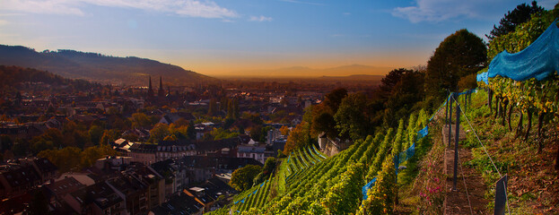 Weinberge Reben Freiburg