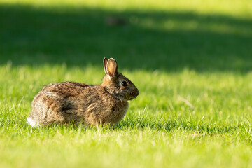 The eastern cottontail (Sylvilagus floridanus). Wild Rabit on the meadow in Wisconsin