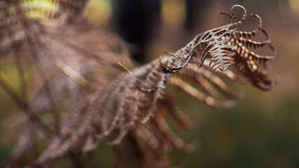 Macro de feuilles de fougère sauvages, dans un environnement aux teintes froides et sinistres