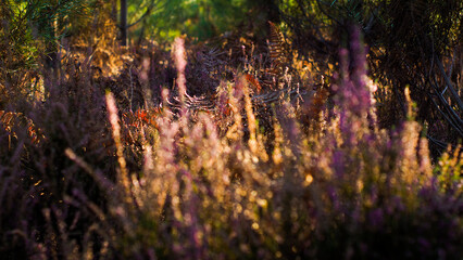 Macro de tiges de bruyères sauvages et autres petites plantes, dans la forêt des Landes de Gascogne